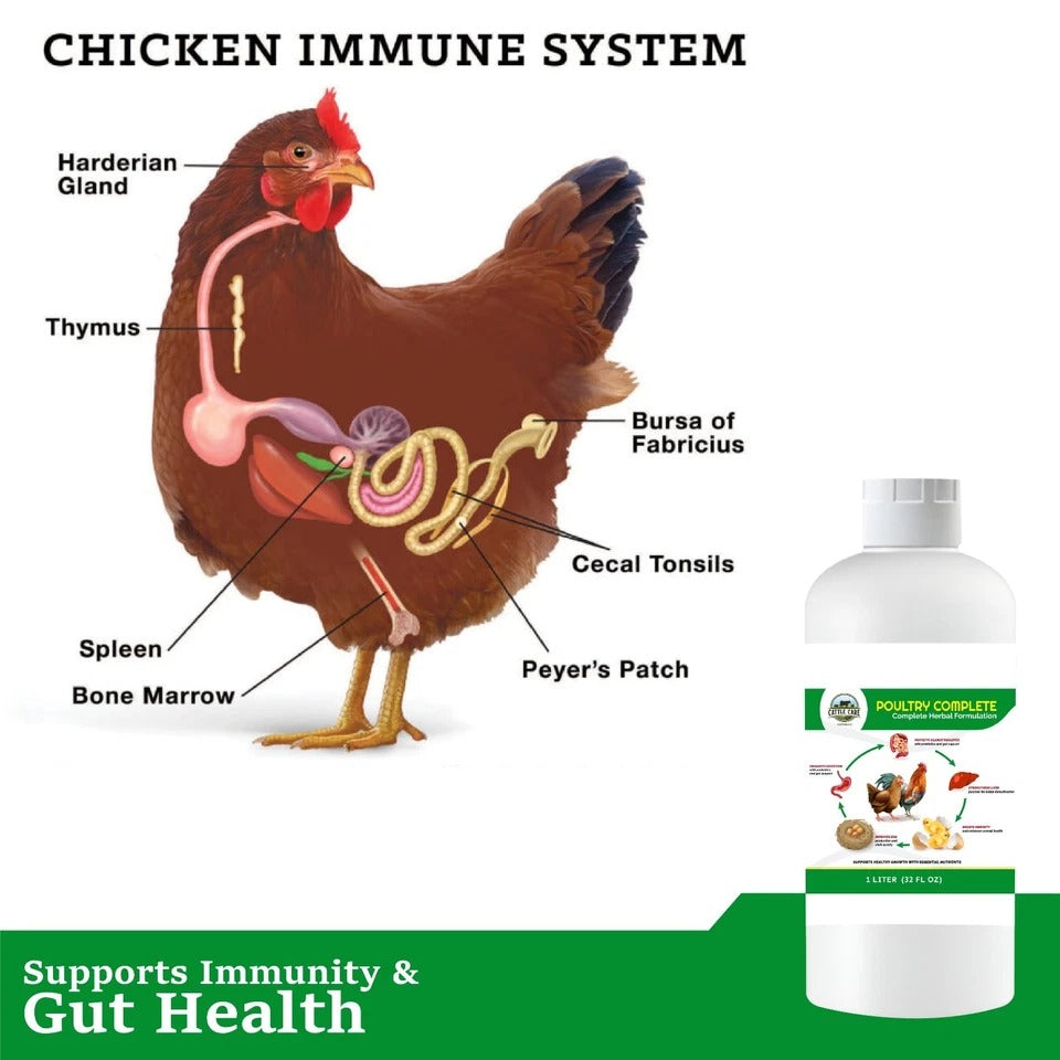Organic Poultry Supplement – Immunity, Egg & Digestive Support – 32oz