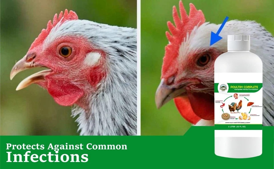 Organic Poultry Supplement – Immunity, Egg & Digestive Support – 32oz